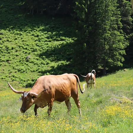 Haus Hestia Chalet Donnersbachwald