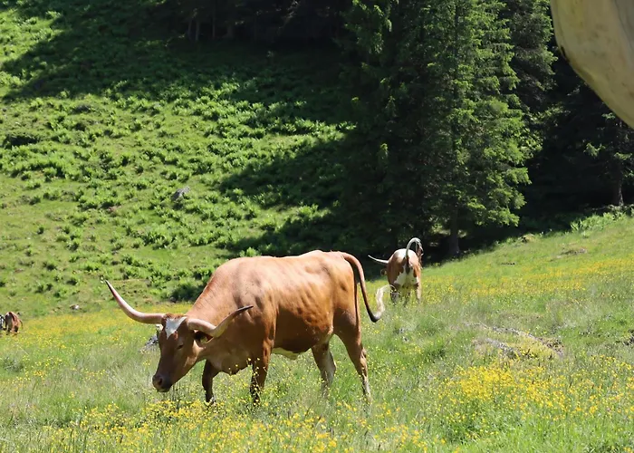 Haus Hestia 샬레 도너스바크워드